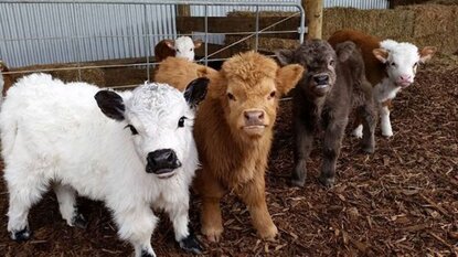 Nhà đầu tư mới (F0) nên chuẩn bị gì khi bắt đầu chơi chứng khoán