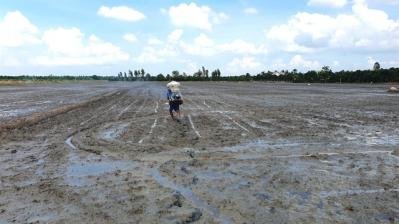 Vào vụ lúa đông xuân, giá phân tăng, nông dân méo mặt